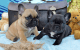 French Bulldog Puppies for sale in Apple Valley, CA, USA. price: $950