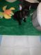 French Bulldog Puppies for sale in Richmond Hill, GA 31324, USA. price: NA