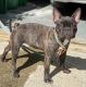 French Bulldog Puppies for sale in Gulf Breeze, FL 32566, USA. price: $1,200
