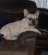 French Bulldog Puppies for sale in Hialeah, FL, USA. price: $2,000