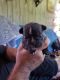 French Bulldog Puppies for sale in Skiatook, OK, USA. price: $2,000