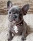 French Bulldog Puppies for sale in Augusta, GA, USA. price: $2,500