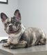 French Bulldog Puppies for sale in Miramar, FL 33023, USA. price: NA