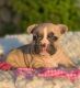 French Bulldog Puppies for sale in Portland, OR, USA. price: $1,000