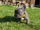French Bulldog Puppies for sale in Decatur, AL, USA. price: $900