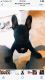 French Bulldog Puppies for sale in Westerville, OH 43081, USA. price: NA