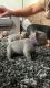 French Bulldog Puppies for sale in Abiquiu, NM 87510, USA. price: NA