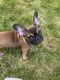French Bulldog Puppies for sale in Minden, NV 89423, USA. price: NA