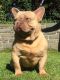 French Bulldog Puppies for sale in Phoenixville, PA 19460, USA. price: NA
