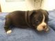 French Bulldog Puppies for sale in Cottage Grove, MN 55016, USA. price: $2,900
