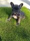 French Bulldog Puppies for sale in Palm Desert, CA 92211, USA. price: $3,800