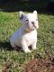French Bulldog Puppies for sale in Richland, WA, USA. price: NA