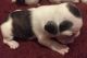 French Bulldog Puppies for sale in Magnolia, TX, USA. price: NA