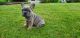 French Bulldog Puppies for sale in Tacoma, WA 98498, USA. price: $5,800