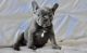 French Bulldog Puppies for sale in N Pine St, Charlotte, NC 28202, USA. price: NA