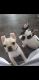 French Bulldog Puppies for sale in Grove City, OH, USA. price: NA