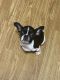 French Bulldog Puppies for sale in Waldorf, MD, USA. price: NA