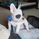 French Bulldog Puppies for sale in Texas City, TX, USA. price: NA