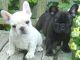 French Bulldog Puppies for sale in Lincoln, NE, USA. price: $3,000