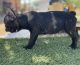 French Bulldog Puppies for sale in Buckeye, AZ, USA. price: NA
