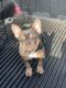 French Bulldog Puppies for sale in Santa Fe, NM, USA. price: NA