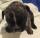 French Bulldog Puppies for sale in Magnolia, TX, USA. price: NA