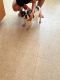 French Bulldog Puppies for sale in Perth Amboy, NJ, USA. price: $1,200