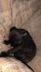 French Bulldog Puppies for sale in Shreveport, LA, USA. price: NA