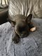 French Bulldog Puppies for sale in New York, NY 10013, USA. price: NA