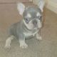 French Bulldog Puppies for sale in US-1, Key Largo, FL, USA. price: NA