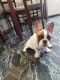 French Bulldog Puppies for sale in 31-25 87th St, Flushing, NY 11369, USA. price: NA