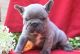 French Bulldog Puppies for sale in Jefferson Cl, Colchester CO3, UK. price: 400 GBP