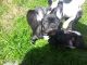French Bulldog Puppies for sale in Virginia City, NV 89440, USA. price: NA