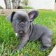 French Bulldog Puppies for sale in Orla, TX 79770, USA. price: NA