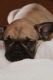 French Bulldog Puppies for sale in Mesa, AZ, USA. price: $2,500