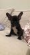 French Bulldog Puppies for sale in Studio City, Los Angeles, CA, USA. price: $2,000