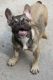 French Bulldog Puppies for sale in Strasburg, VA 22657, USA. price: $3,000