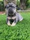 French Bulldog Puppies for sale in Hollywood, FL 33027, USA. price: $6,500