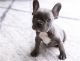 French Bulldog Puppies for sale in Cashmere, WA 98815, USA. price: NA