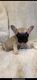 French Bulldog Puppies for sale in Greenville, SC, USA. price: NA