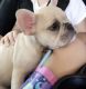 French Bulldog Puppies for sale in League City, TX, USA. price: $4,000
