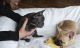French Bulldog Puppies for sale in Lon Ave, Boonville, NC 27011, USA. price: $600
