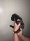 French Bulldog Puppies for sale in Buchanan, GA, USA. price: NA