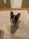 French Bulldog Puppies for sale in Fayetteville, AR, USA. price: NA