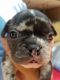 French Bulldog Puppies for sale in Eagle Point, OR 97524, USA. price: NA