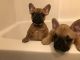 French Bulldog Puppies for sale in Beckley, WV 25801, USA. price: NA