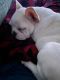 French Bulldog Puppies for sale in Stratford, CT, USA. price: NA