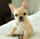 French Bulldog Puppies for sale in Amsterdam, Netherlands. price: 600 EUR