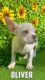 French Bulldog Puppies for sale in Miami Lakes, FL, USA. price: NA