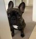 French Bulldog Puppies for sale in 33010 Dever Conner Rd NE, Albany, OR 97321, USA. price: NA